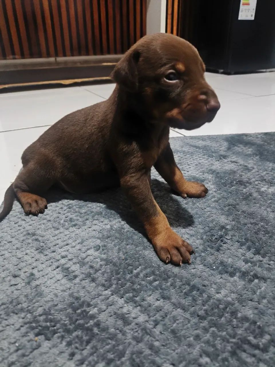Filhotes de Doberman  - Foto 3