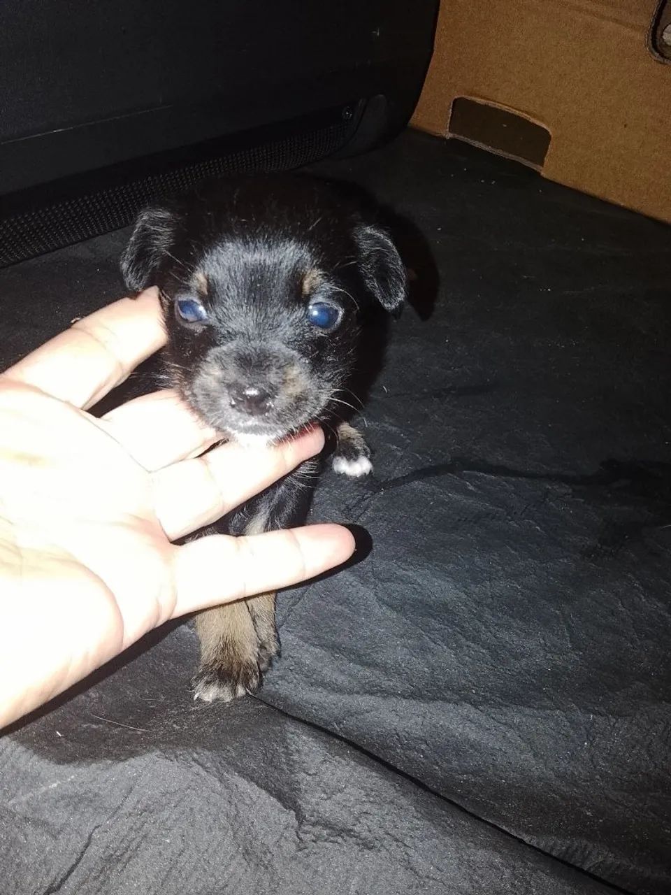 Chihuahua macho 