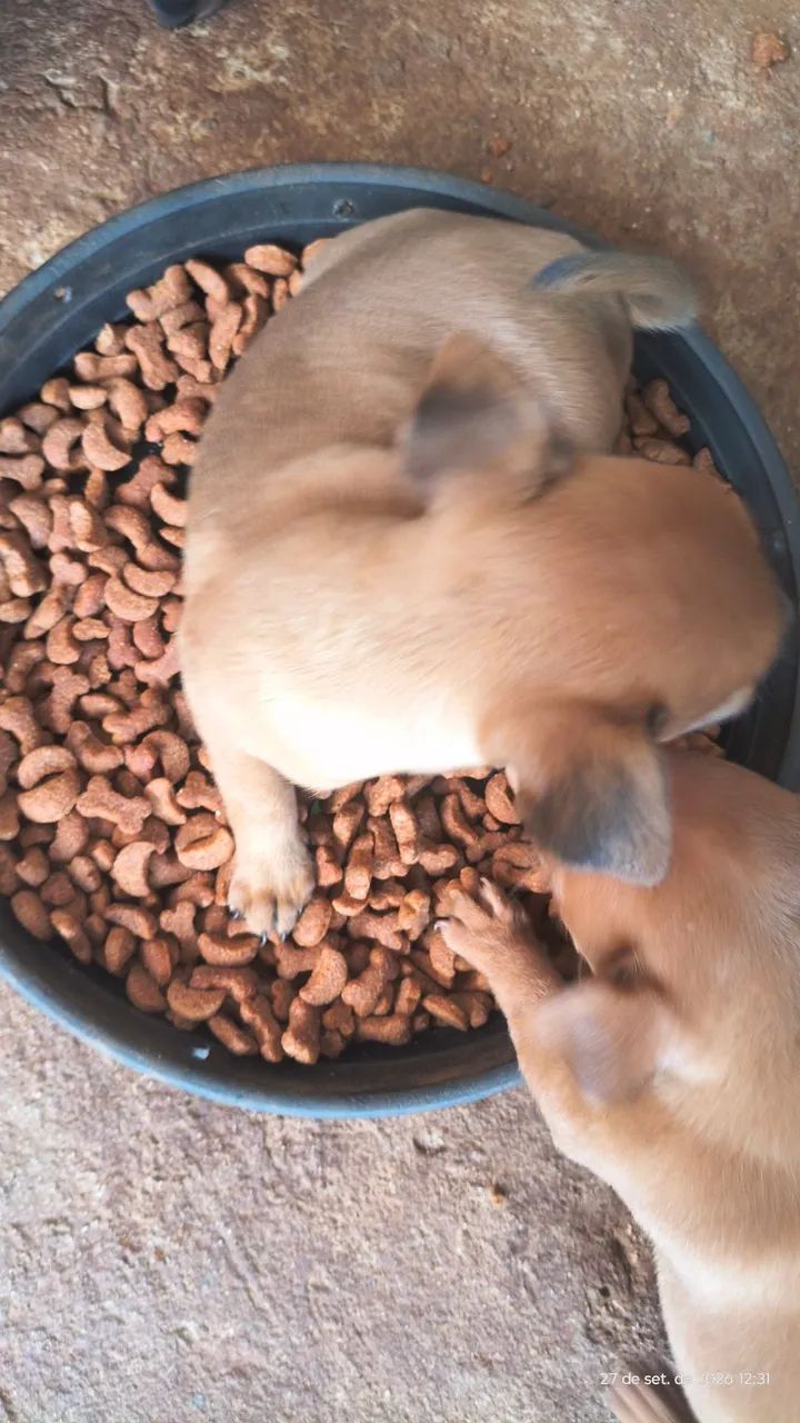 Filhotes de pinscher 0(Zero). - Foto 3
