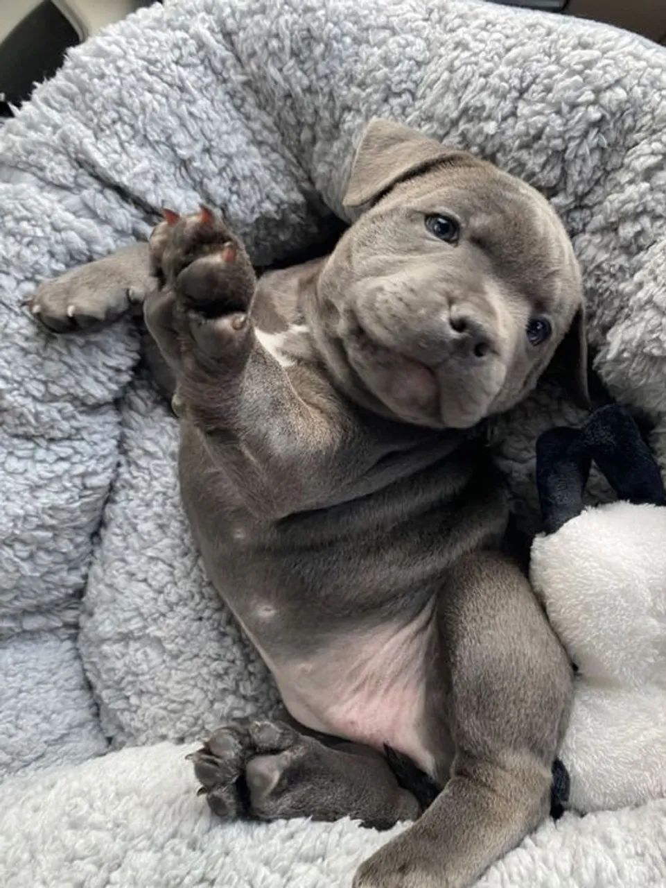 Pit Bull Machos e Femeas 