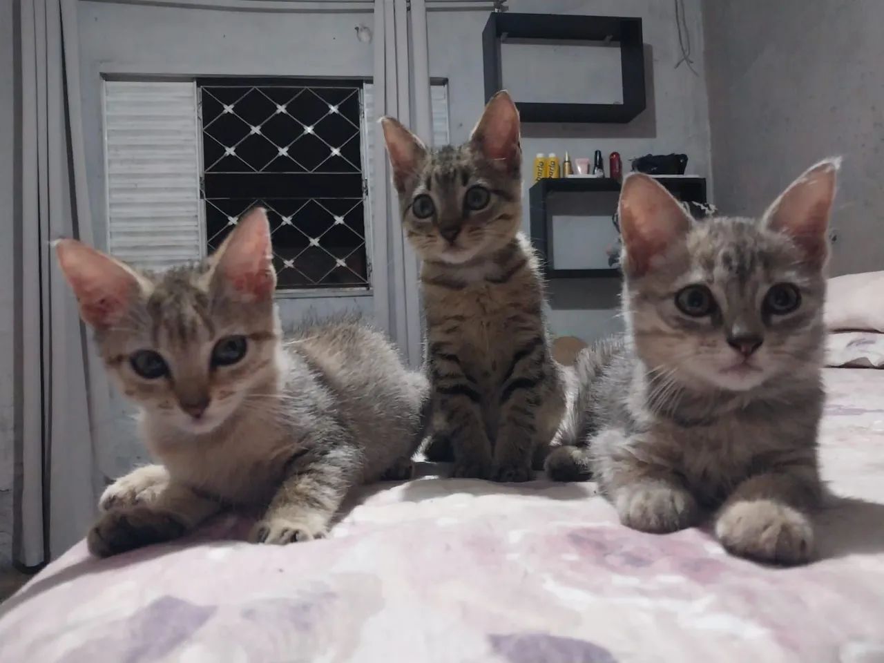 Gatos para adoção  - Foto 3