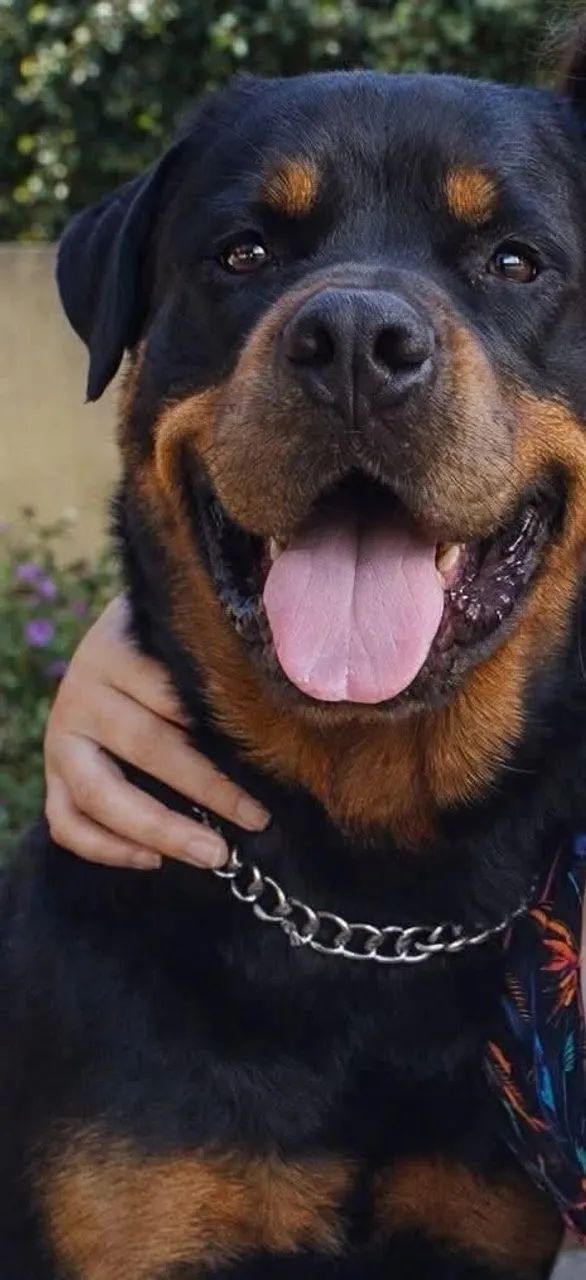 Rottweiler macho