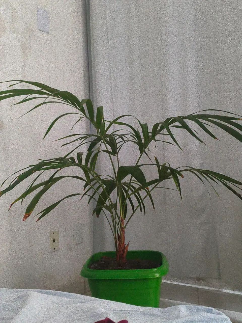 Palmeira 