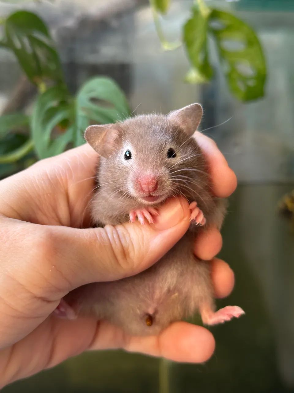 Hamster Sírio - Foto 2