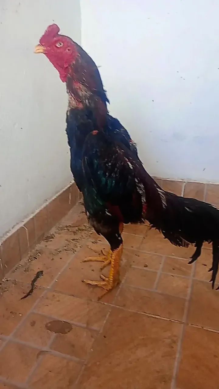 Frangos índios 