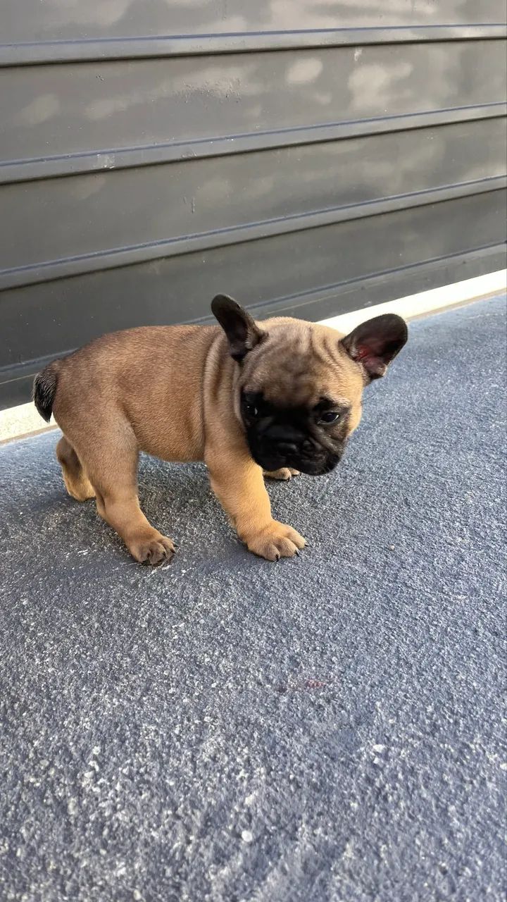 Venda de Buldogue francês 