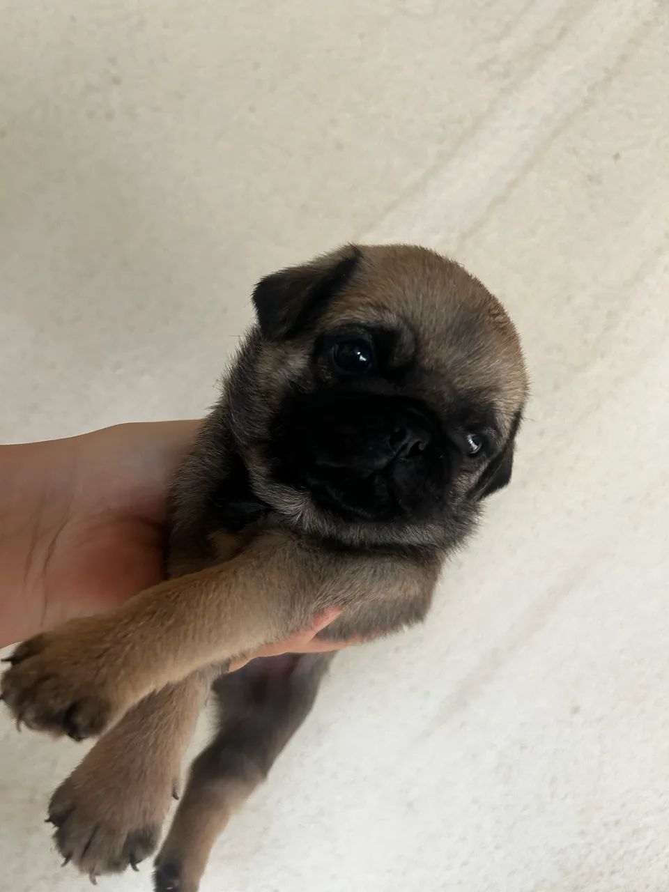 Pug - Foto 3