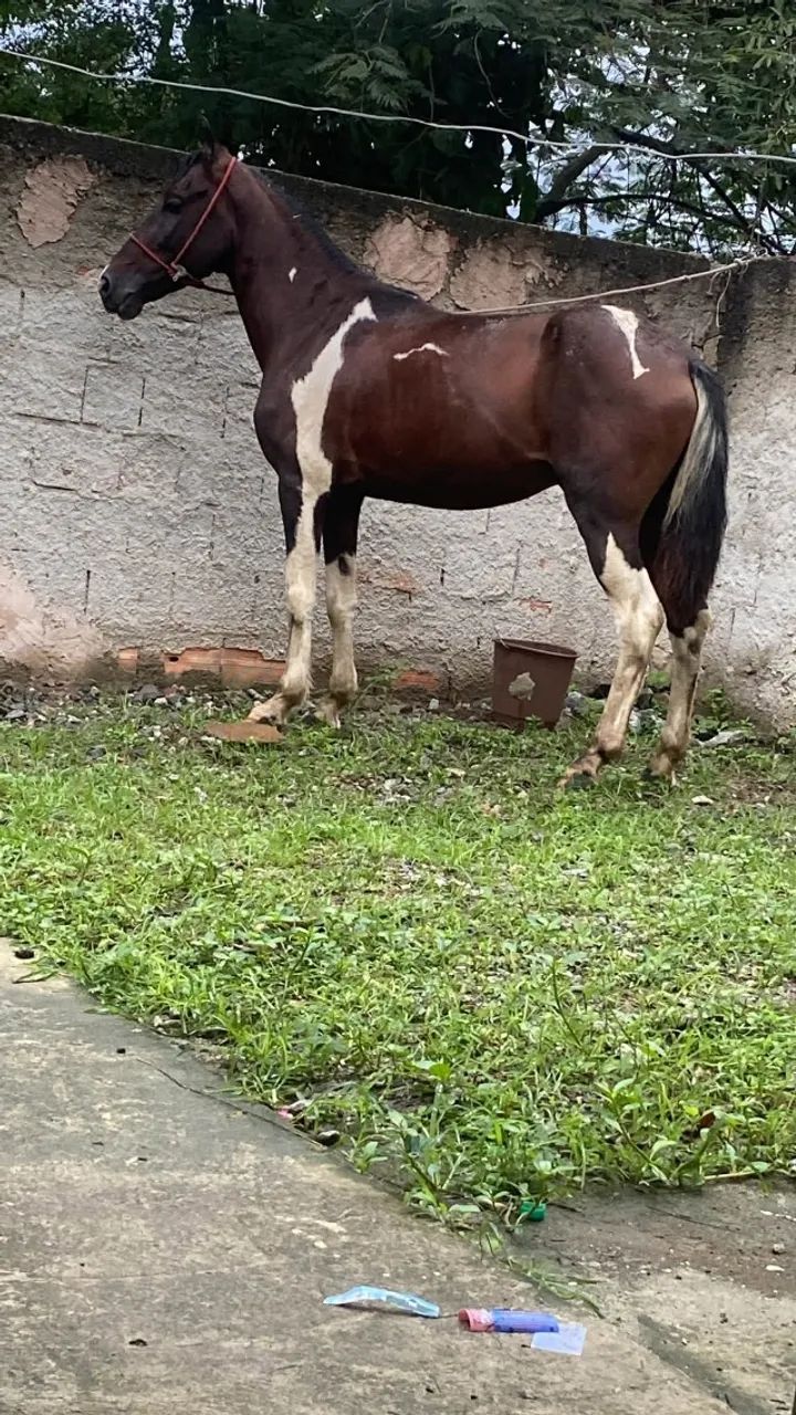 DOAÇÃO DE CAVALO - Foto 2