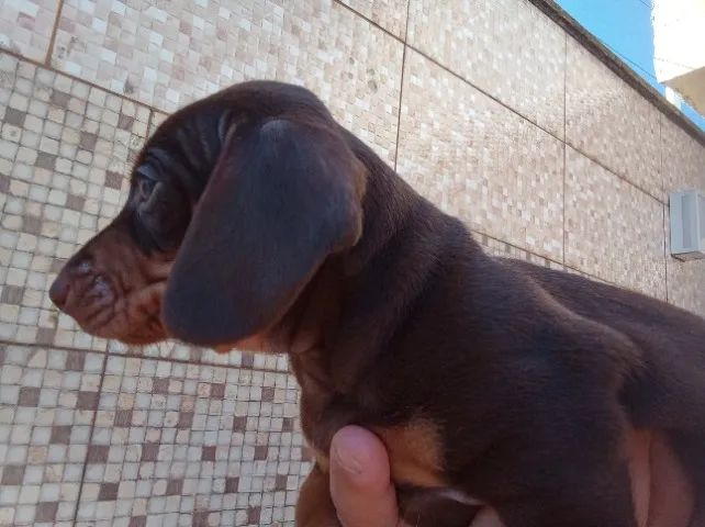 Filhotes de Daschshund  - Foto 5