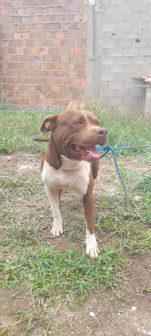 Pitt bul