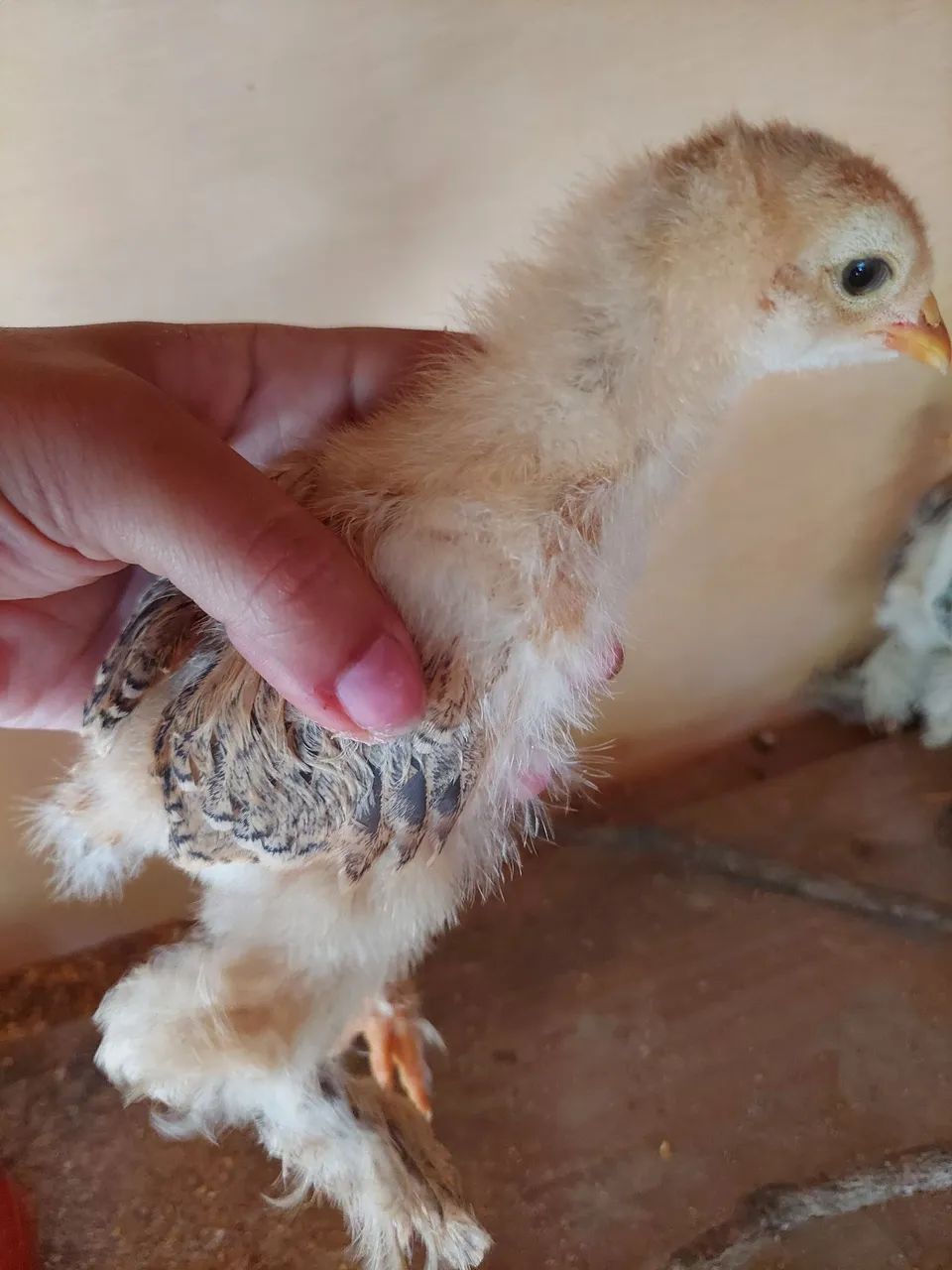 Pintinho Brahma 1 mês  - Foto 3