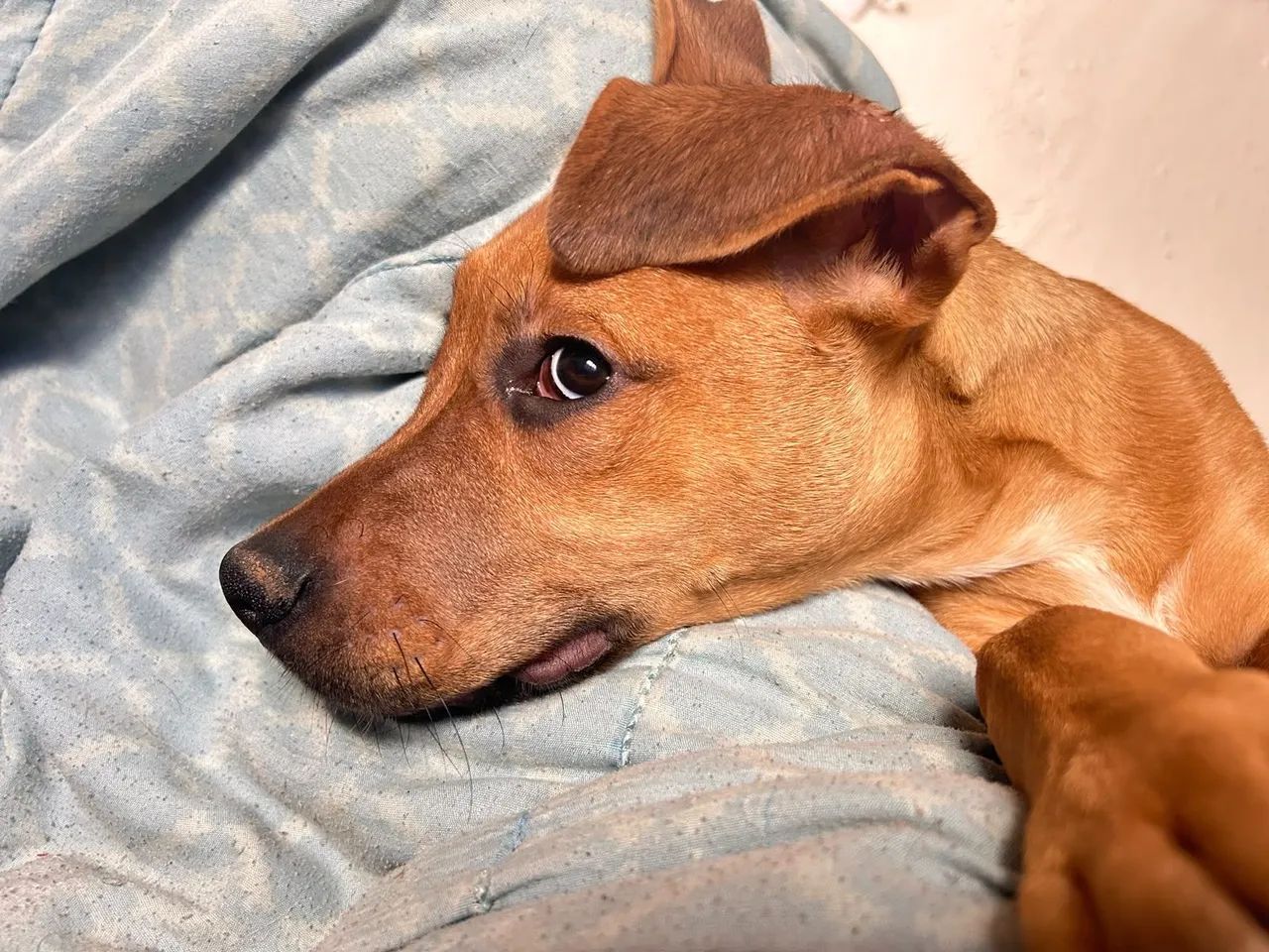 Doação de um cachorro - Foto 3