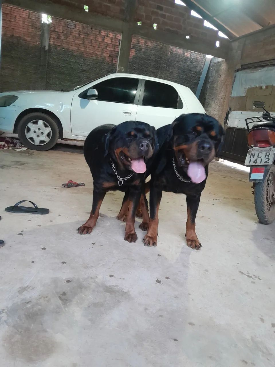 Rottweiler  - Foto 3