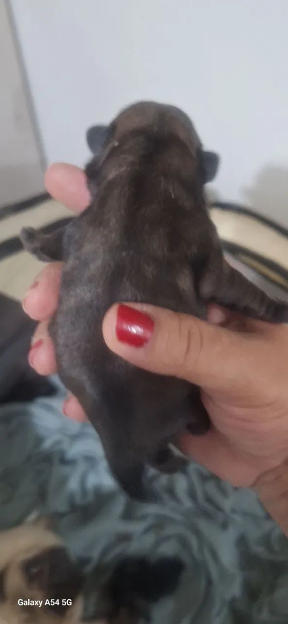 Filhotes pug - Foto 2
