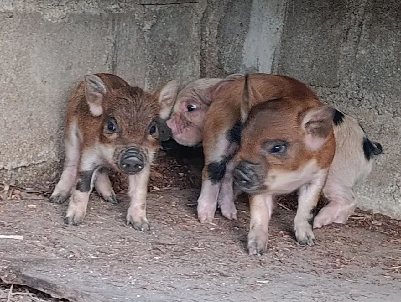 Míni pig - Foto 3