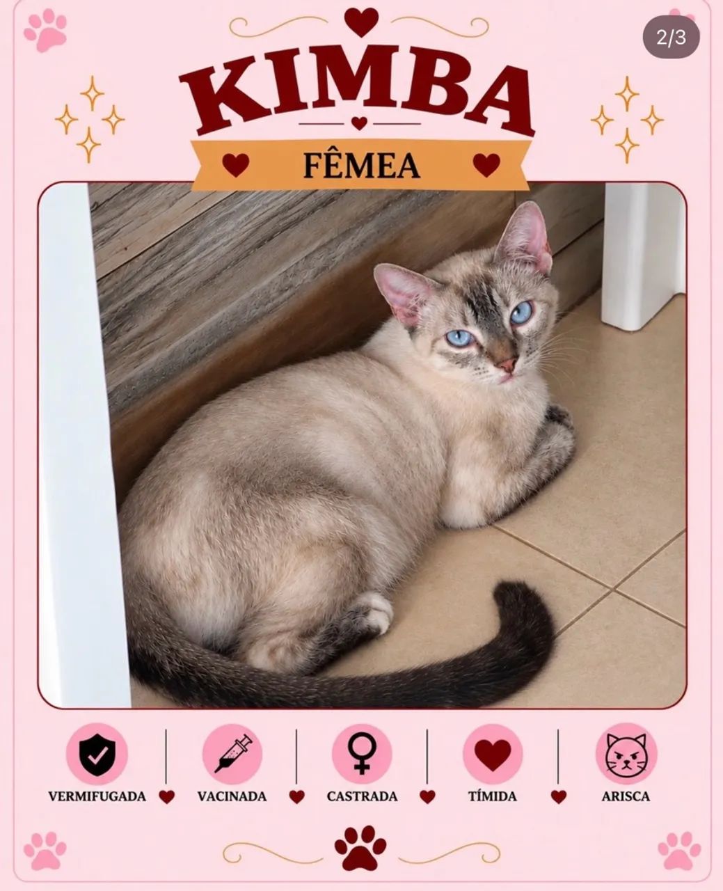 Gata para doação  - Foto 2