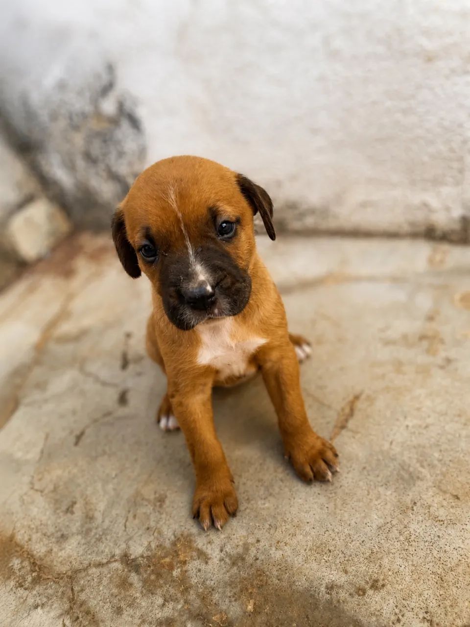 Doação de cachorrinhos ? - Foto 2