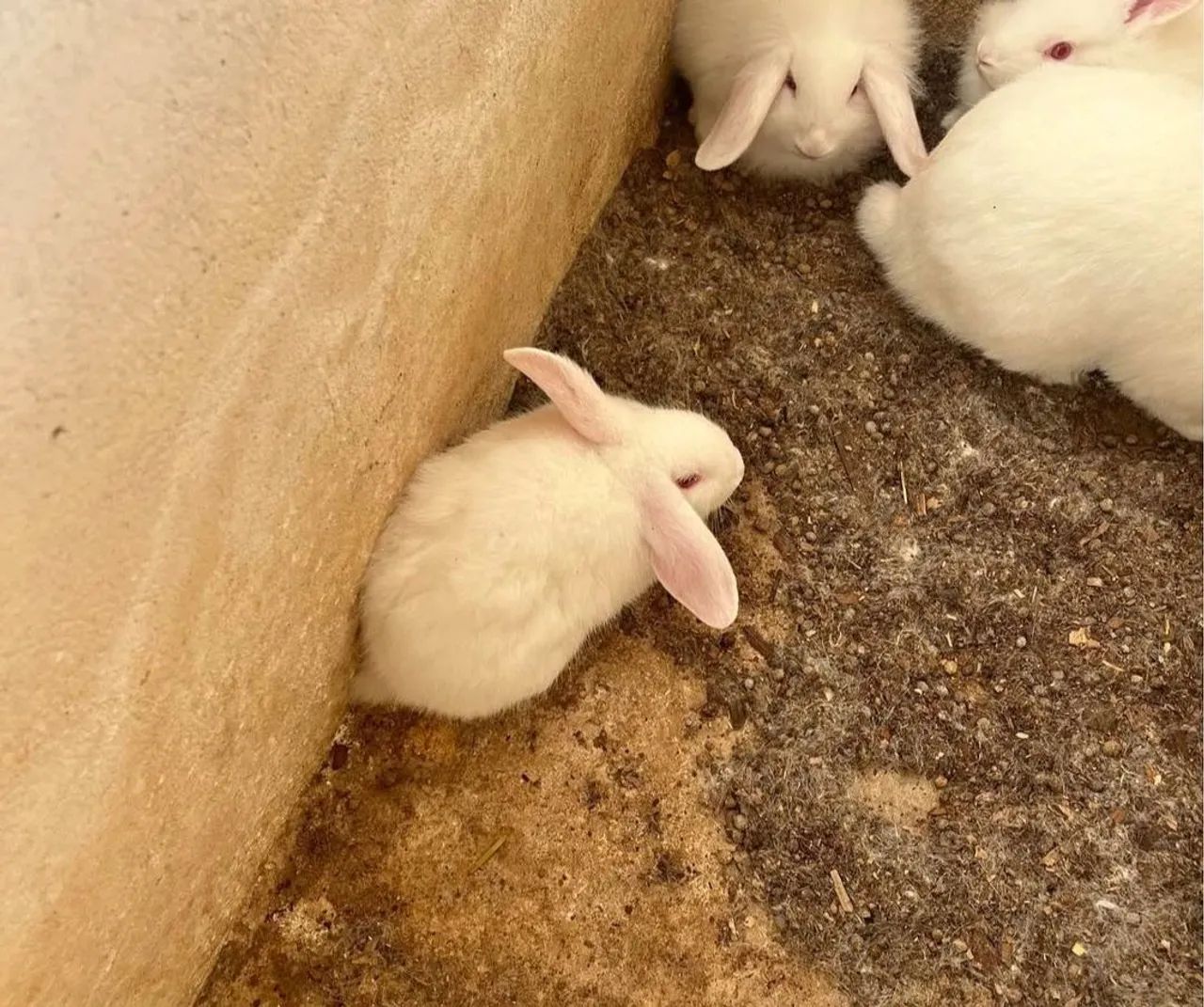 Coelhos mini loop 