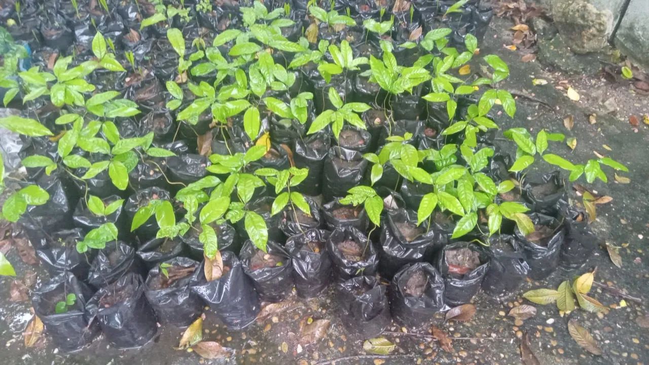 Mudas de rambutã ramutã - Foto 2