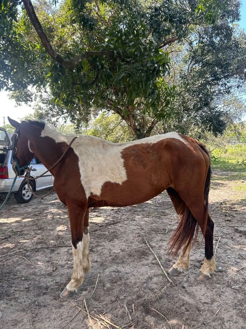 VENDE-SE ÉGUA  - Foto 2