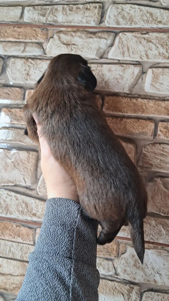 Shitzu  Macho Disponível . - Foto 4