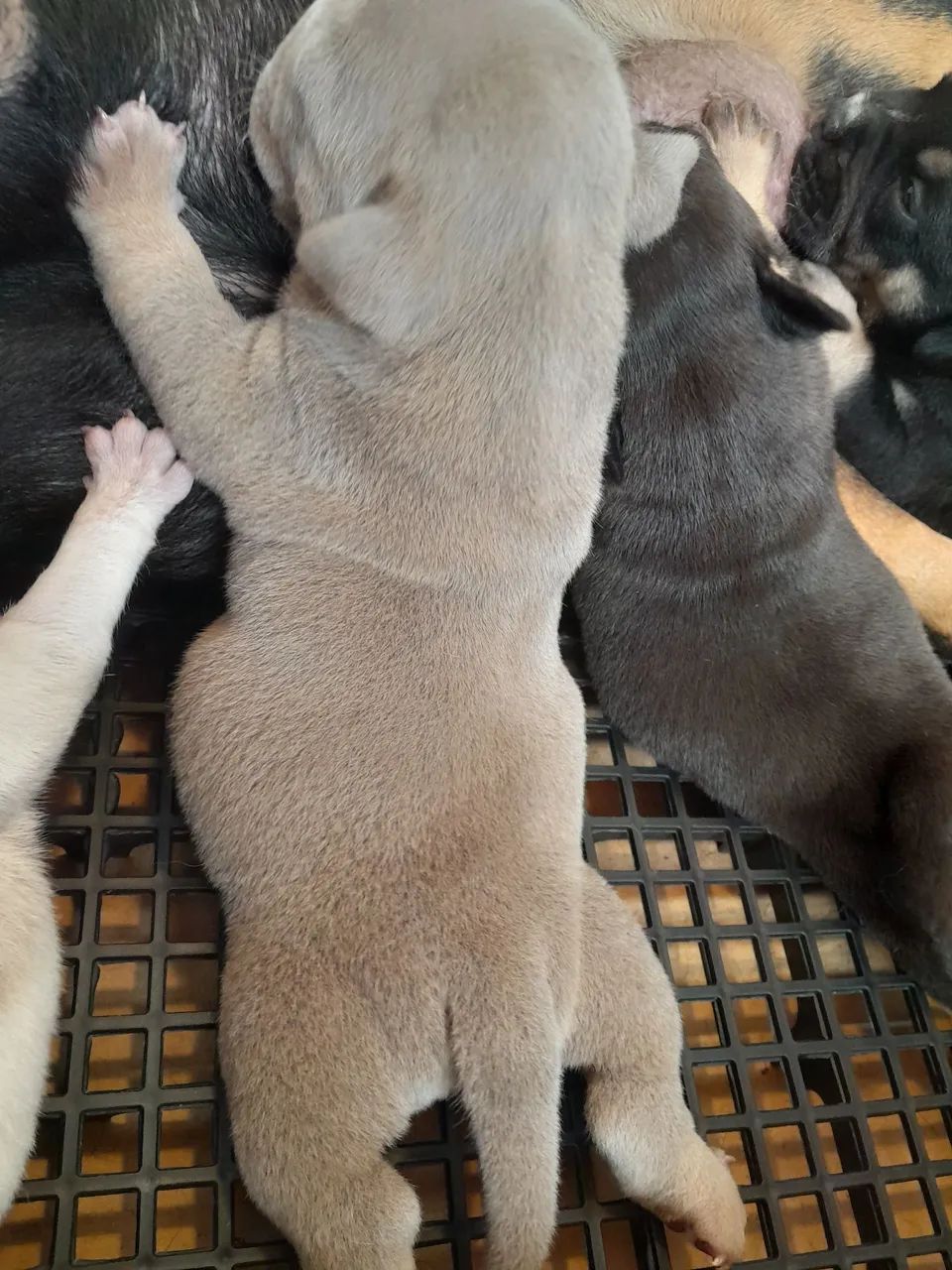 American bully micro  - Foto 2
