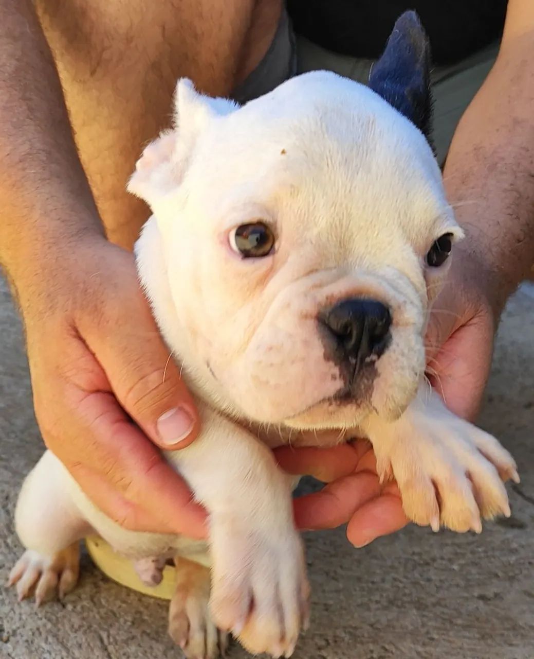 Bulldog Francês  - Foto 5