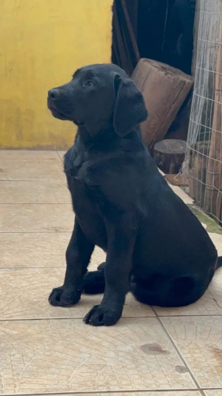 Labrador - Foto 4