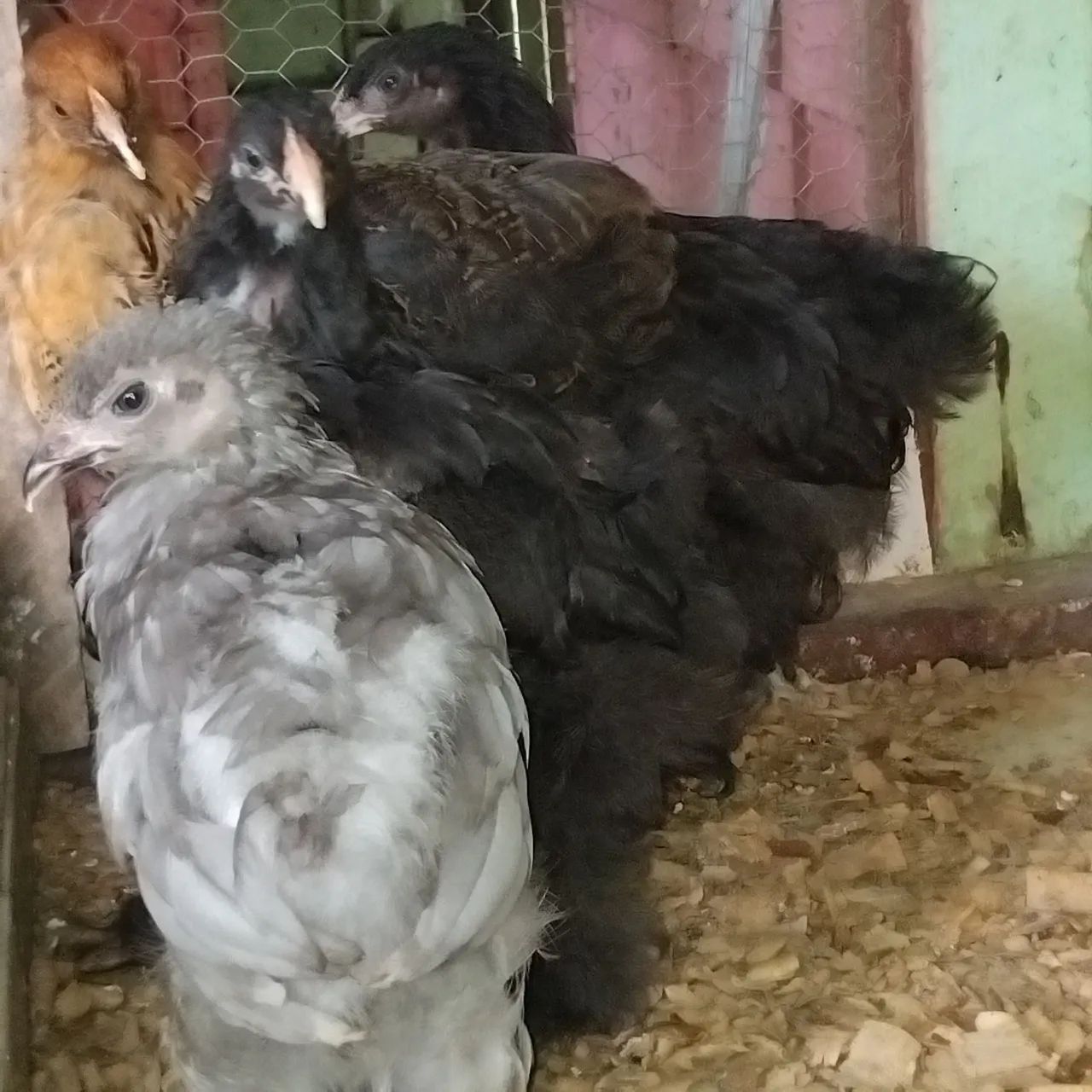 Estou vendendo pintos da raça brama 