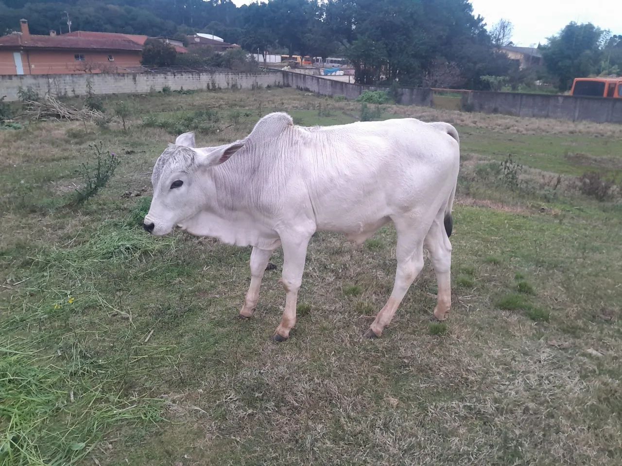 Tourinho Nelore  - Foto 3