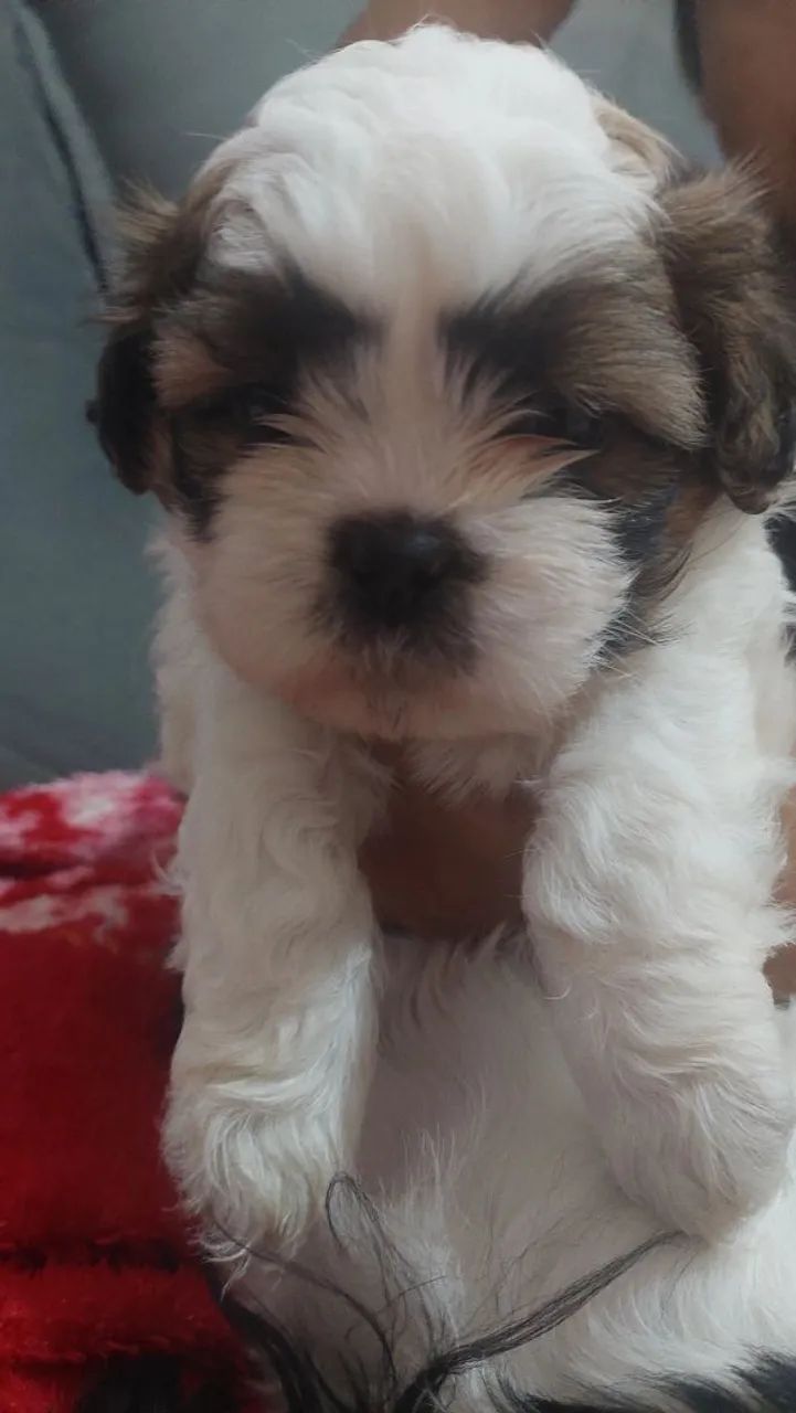 Vende shihtzu macho  - Foto 3