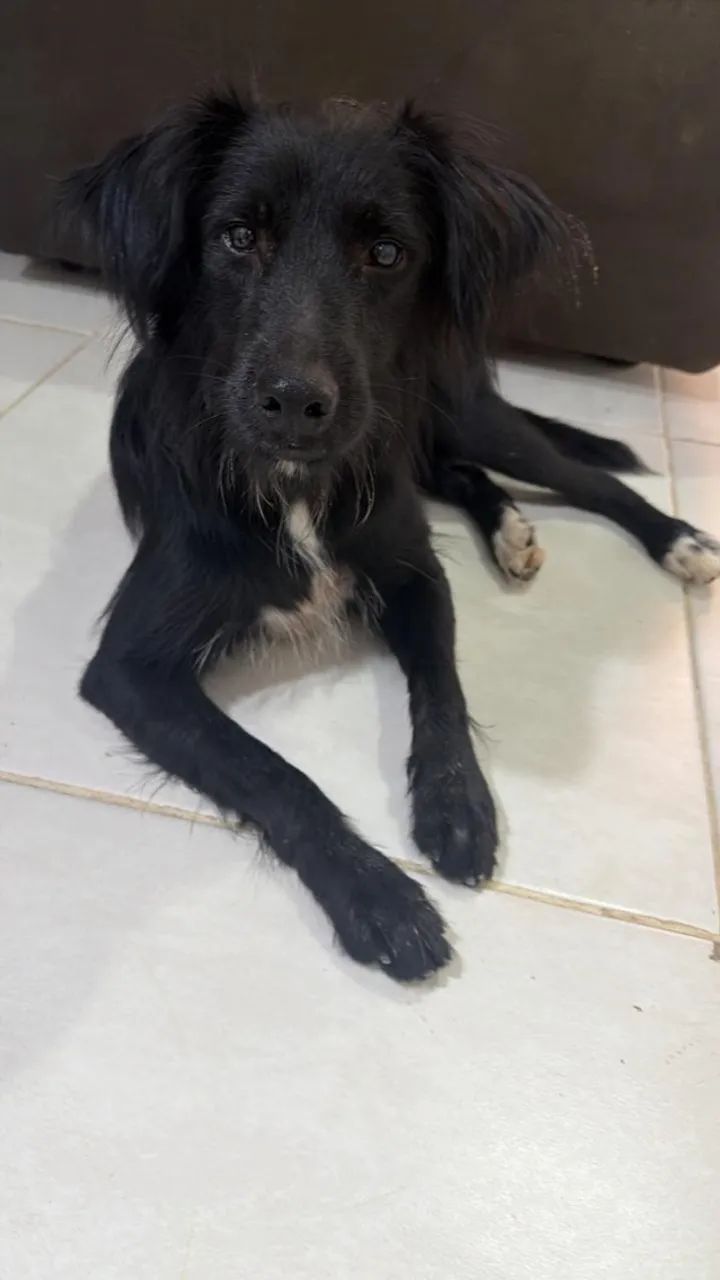 Cachorro macho 