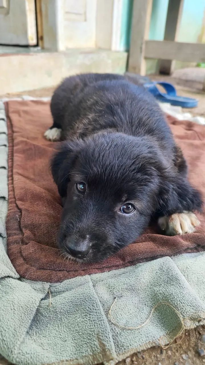 DOAÇÃO de uma linda cachorrinha fêmea  - Foto 2