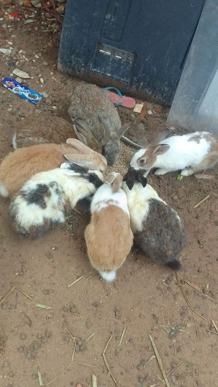 Vendo coelhos adultos e filhotes(adulto R$40 e filhotes R$35 - Foto 3