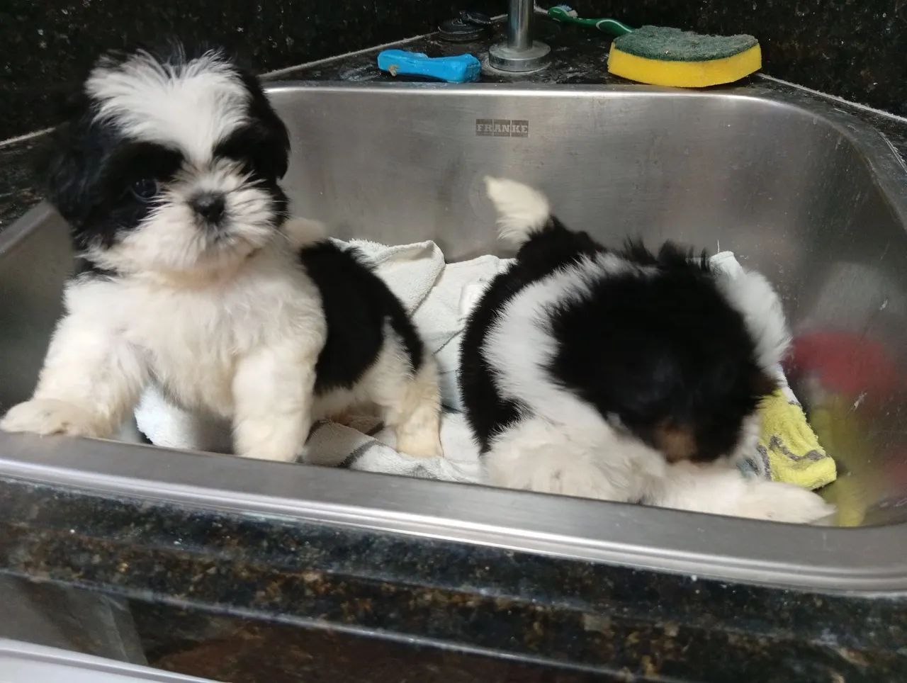 Filhotes de Shih Tzu 