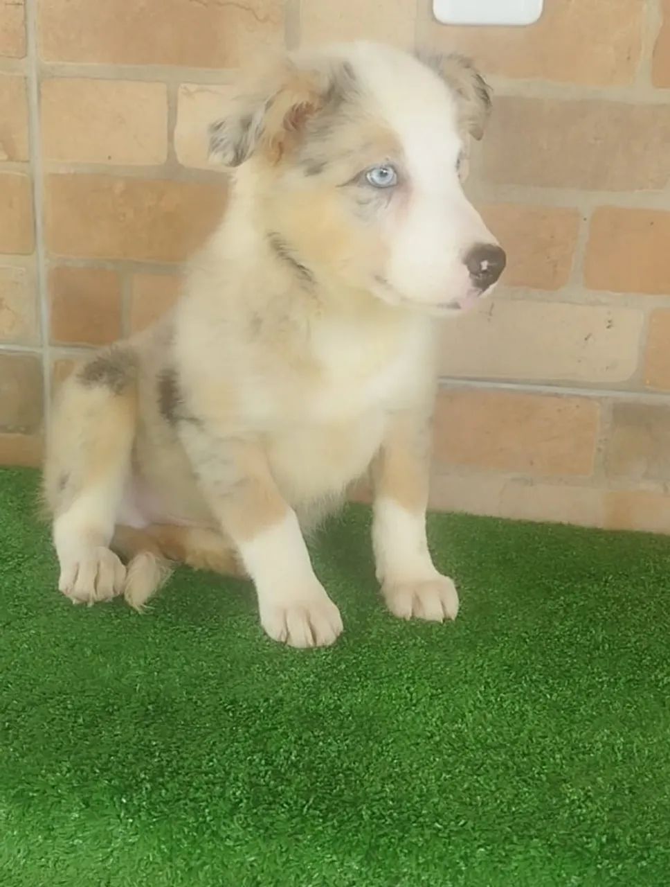 Border Collie jovens disponíveis! - Foto 3