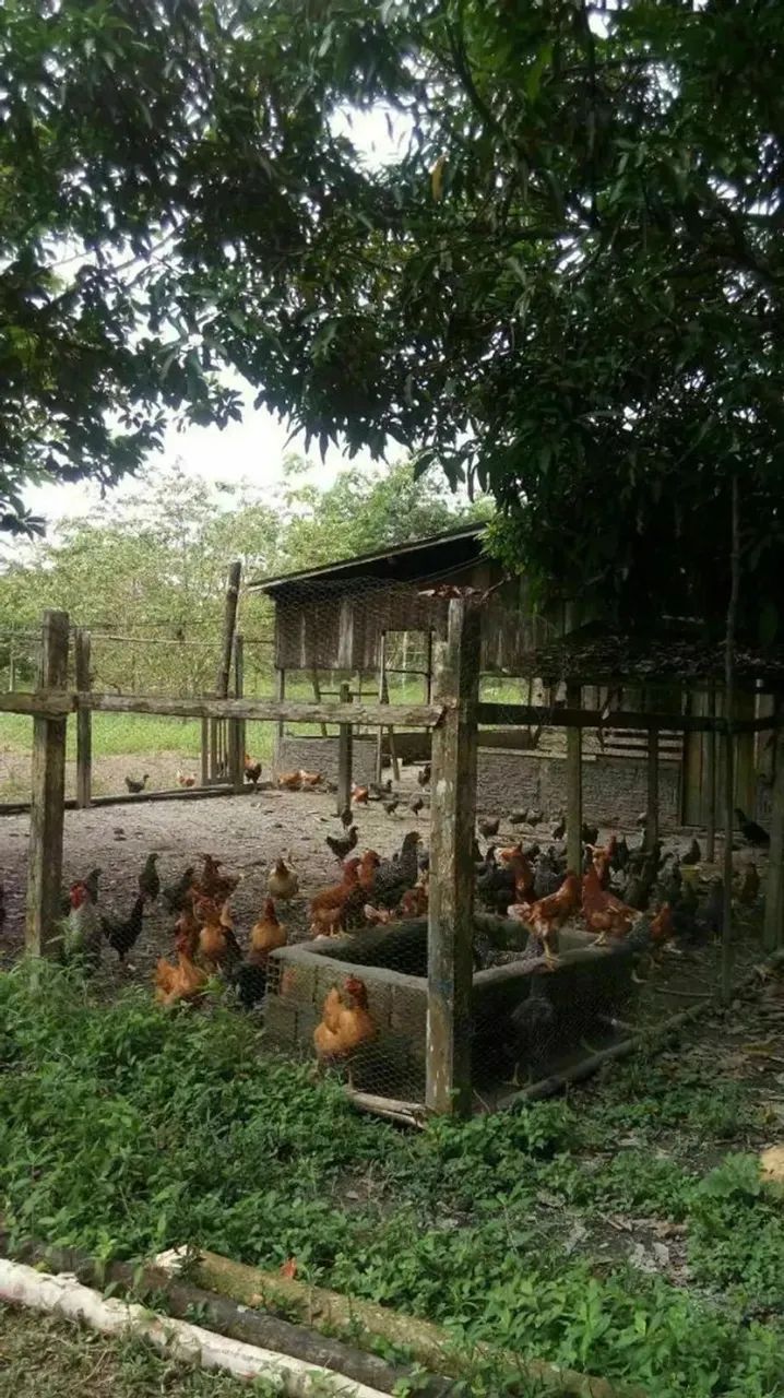 VENDO SÍTIO EM RIO PRETO DA EVA COM 27.500 METROS - Foto 10