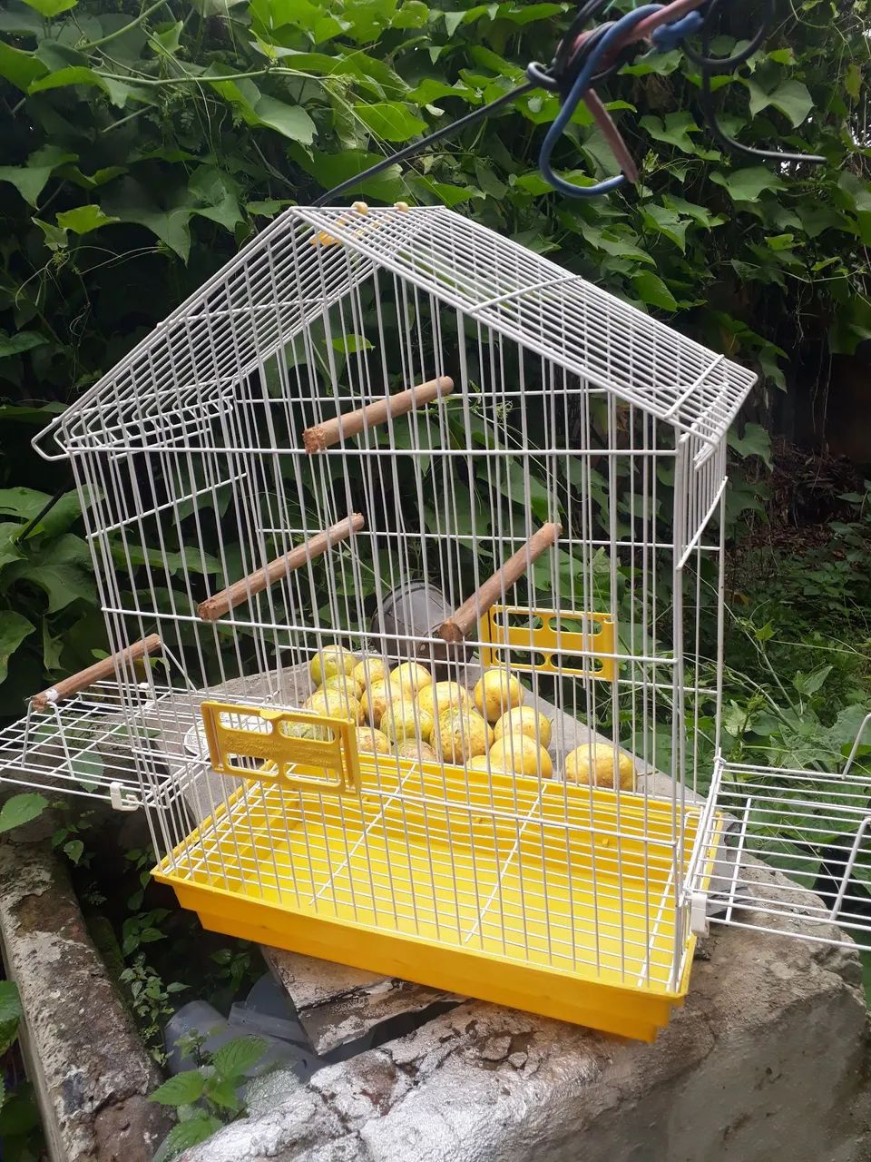 Vendo excelente gaiola de calopsita mansa. Marca Bragança.  Barata - Foto 5