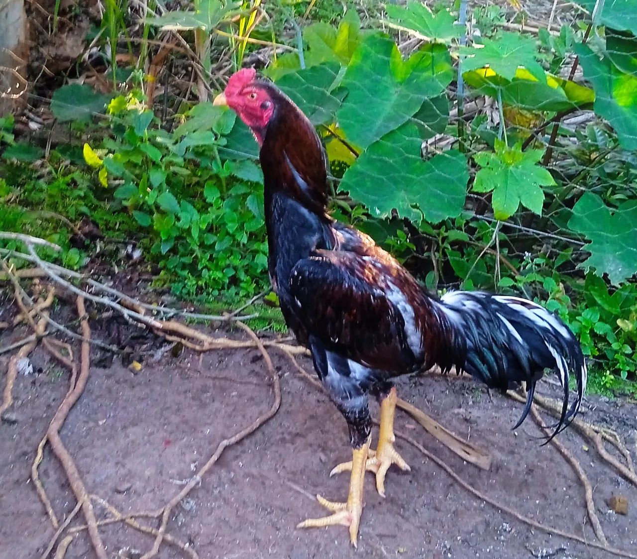 Galo - Foto 4