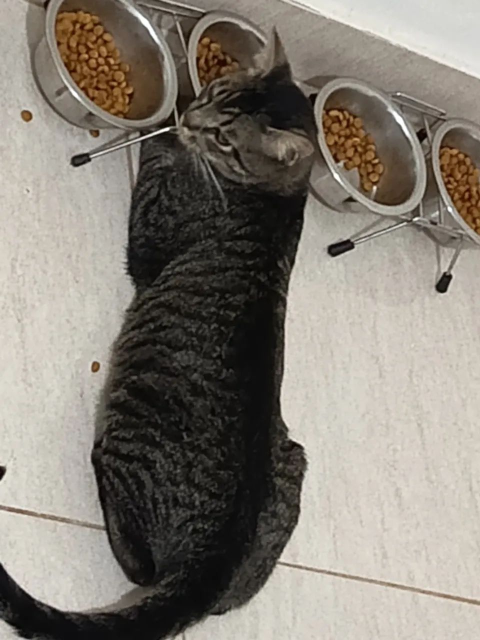 Gatinho para adoção solidária - Foto 3