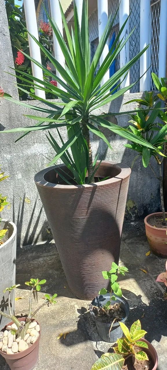 Planta com Vaso - Foto 4