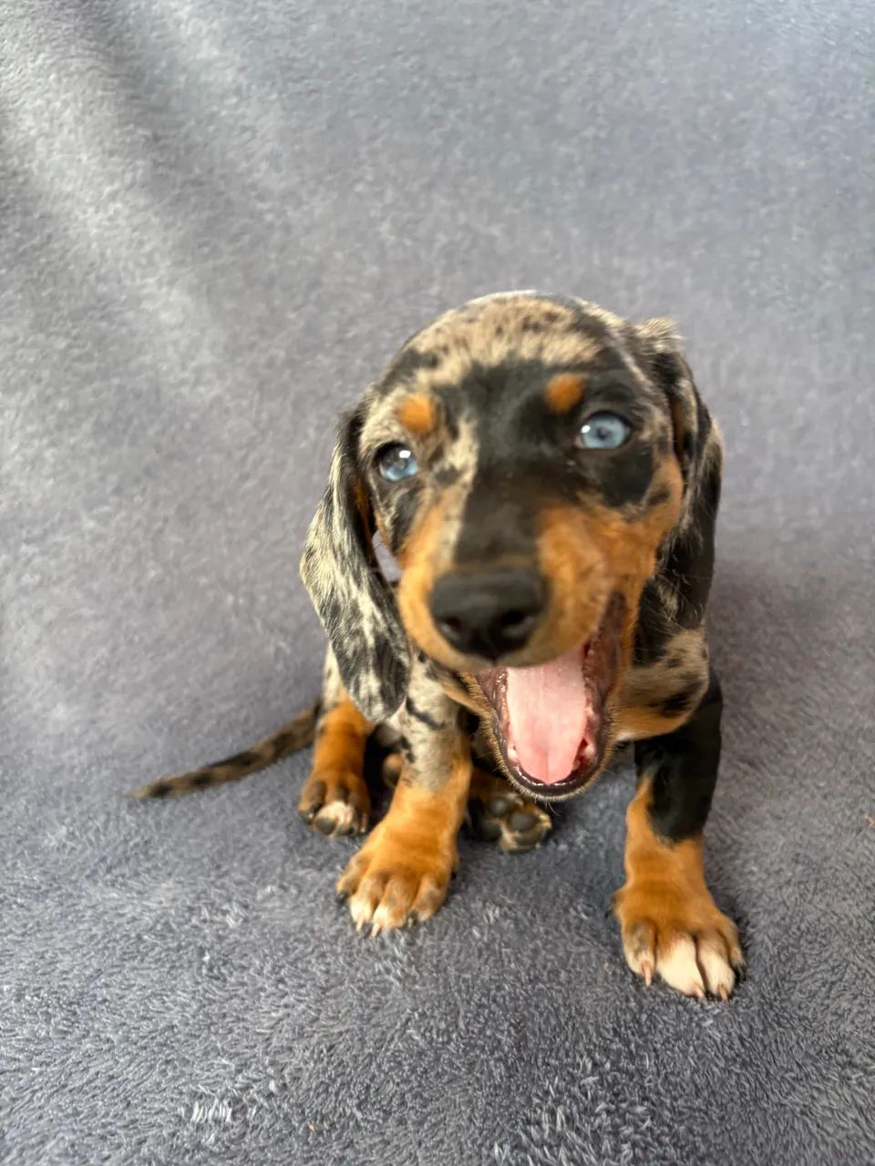 Dachshund Alerquim  - Foto 4