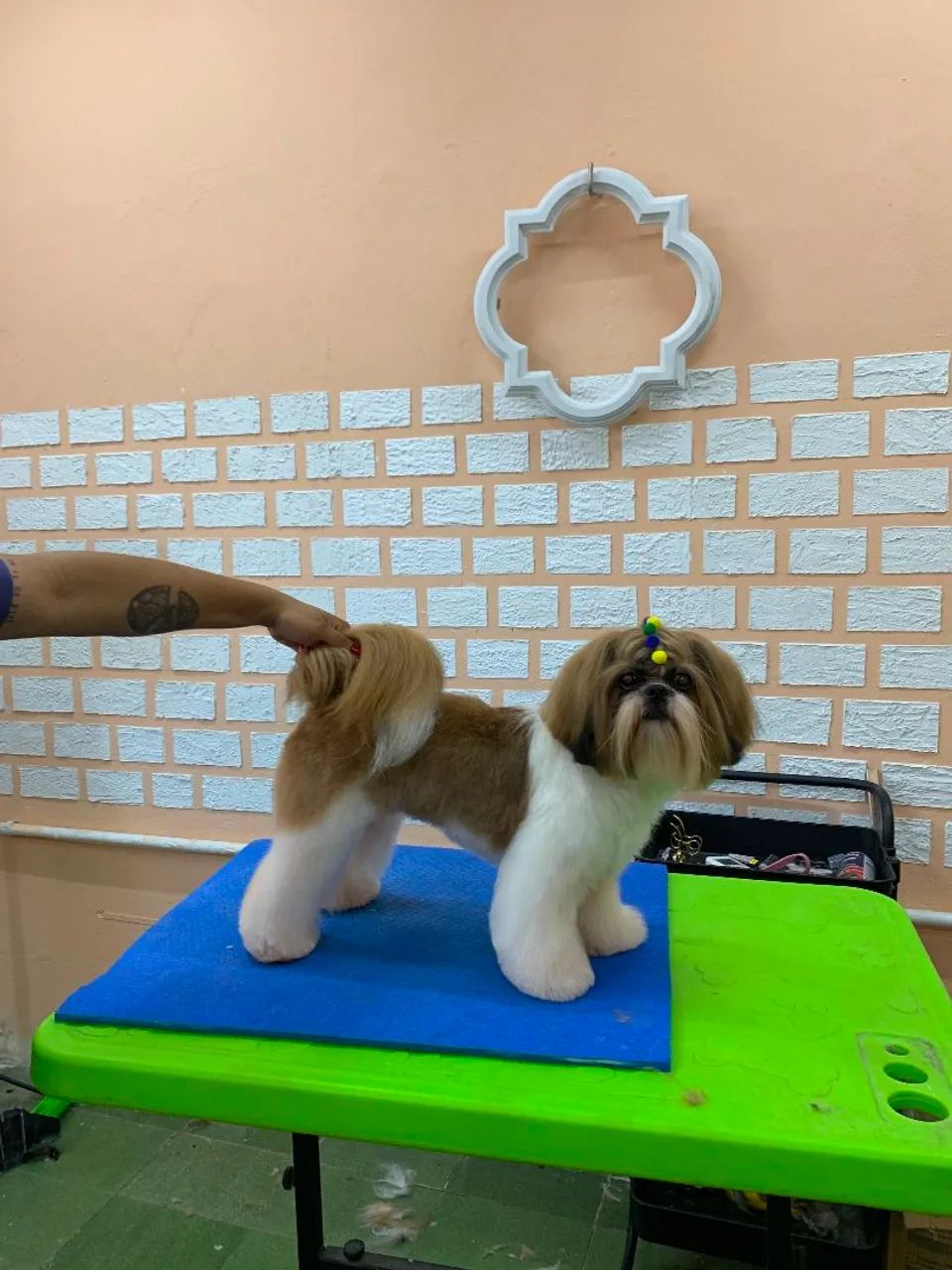 Banho e tosa em domicílio  - Foto 3