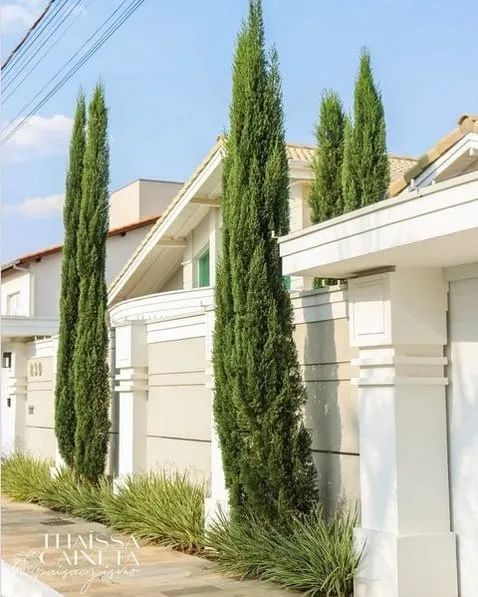 Muda de Cipreste Italiano - Foto 2