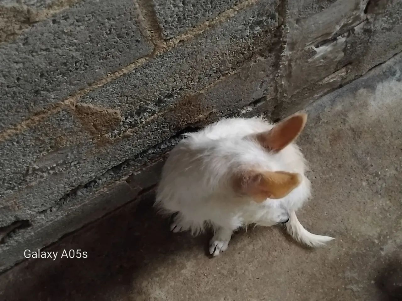 Cachorra