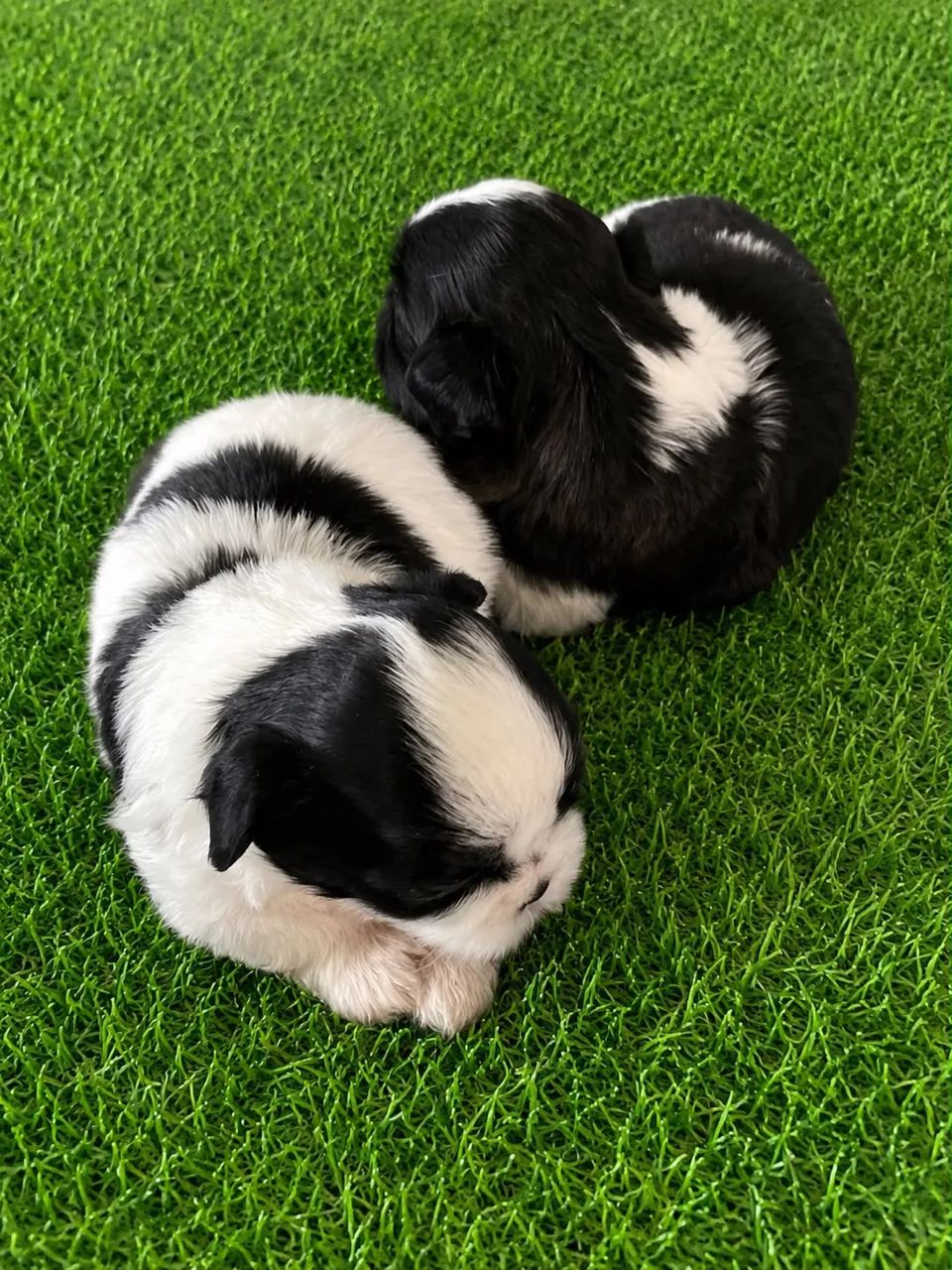 Cachorro  - Foto 2