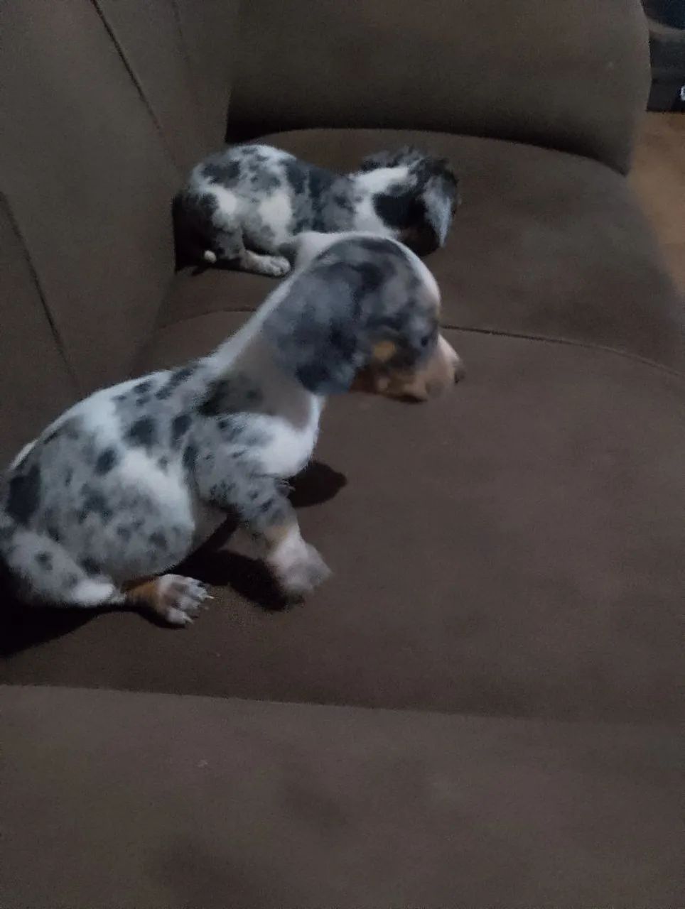 Dachshund Salsicha Macho - Foto 2