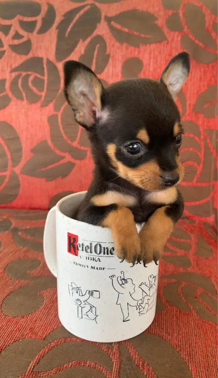 PINSCHER ZERO de BOLSA MINIATURA (Fêmea e Macho) ACEITO CARTÃO