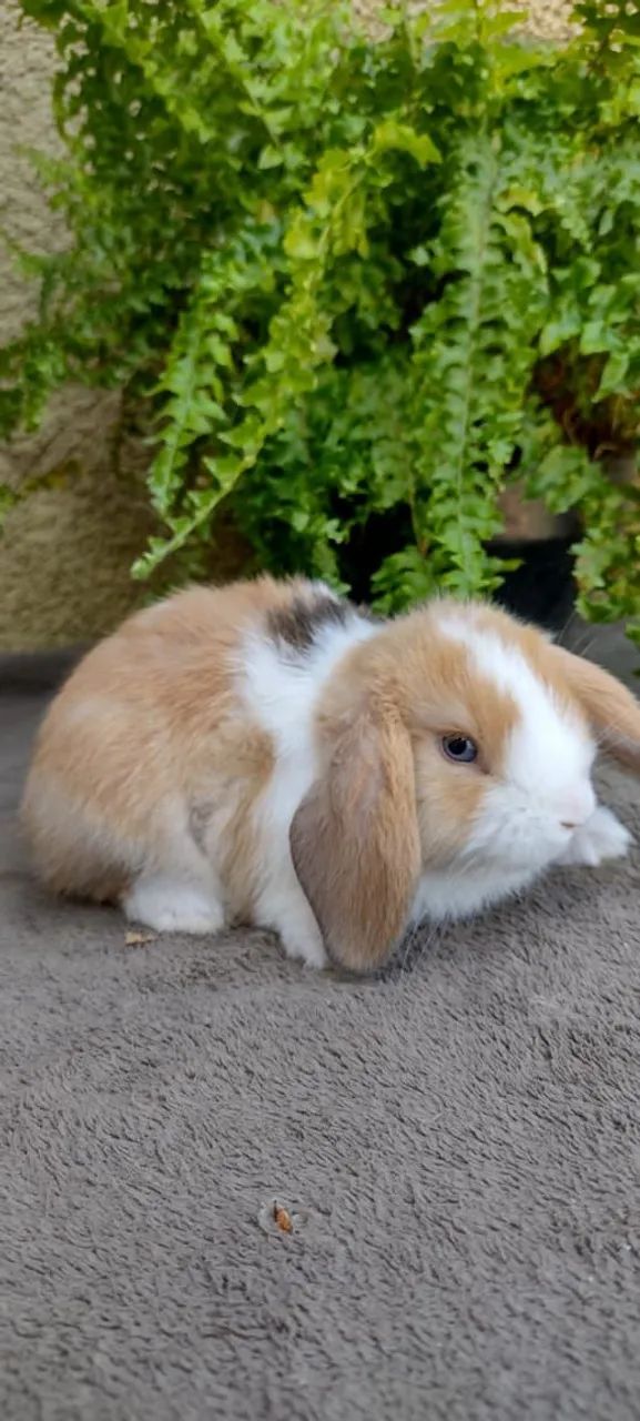 Mini Lop Uruguaio 