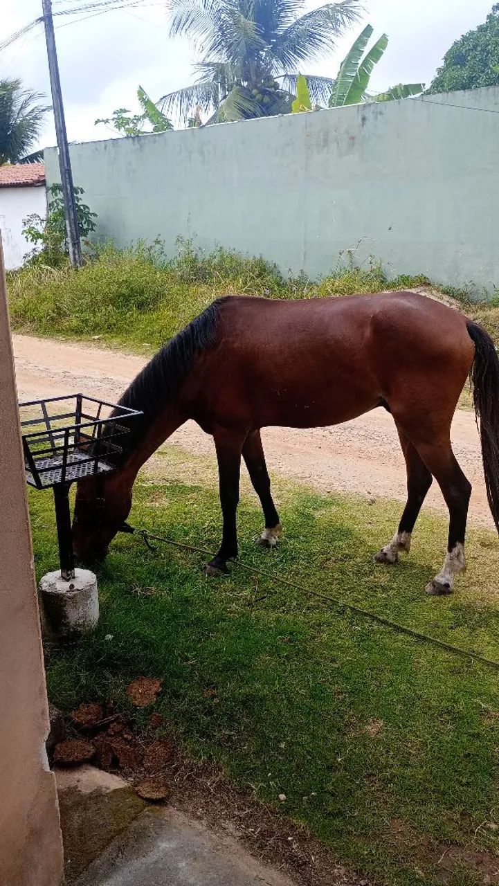 Vendo cavalo